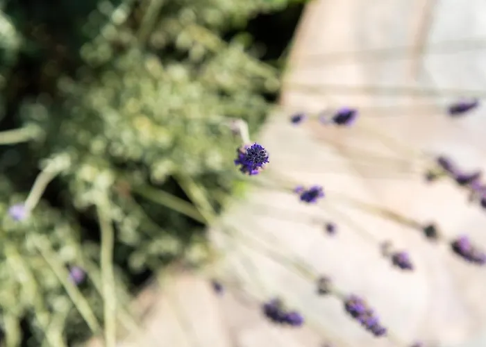 Panorama Maisonette Feriehus Livadia (Paros)